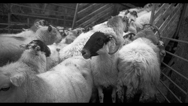 Steve Milligan - Cold Sheep